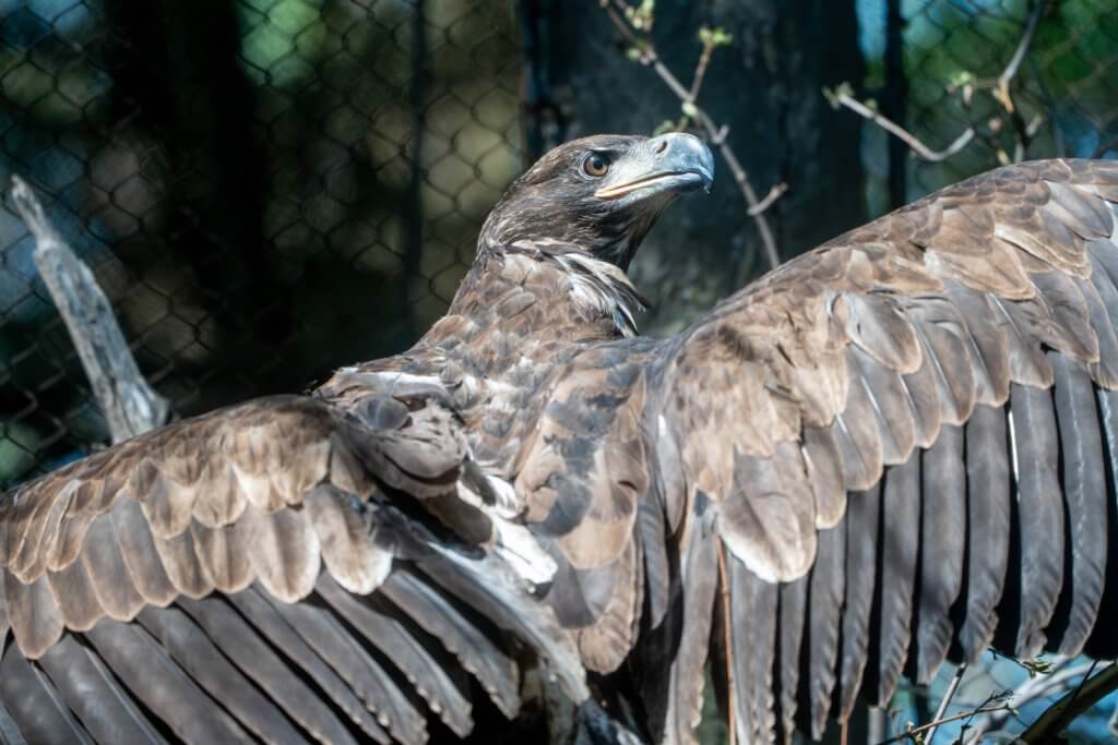 Rescued Bald Eagle Honored with Dakota Name